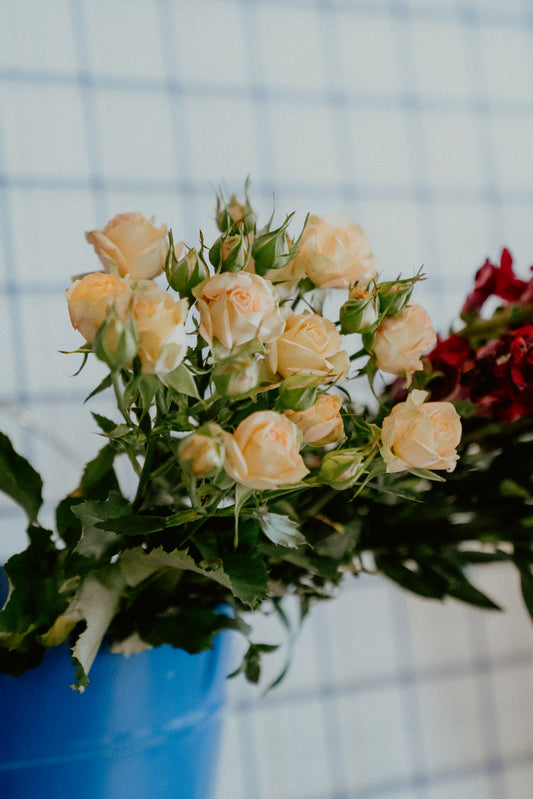 The bloomed society Oamaru flowers florist