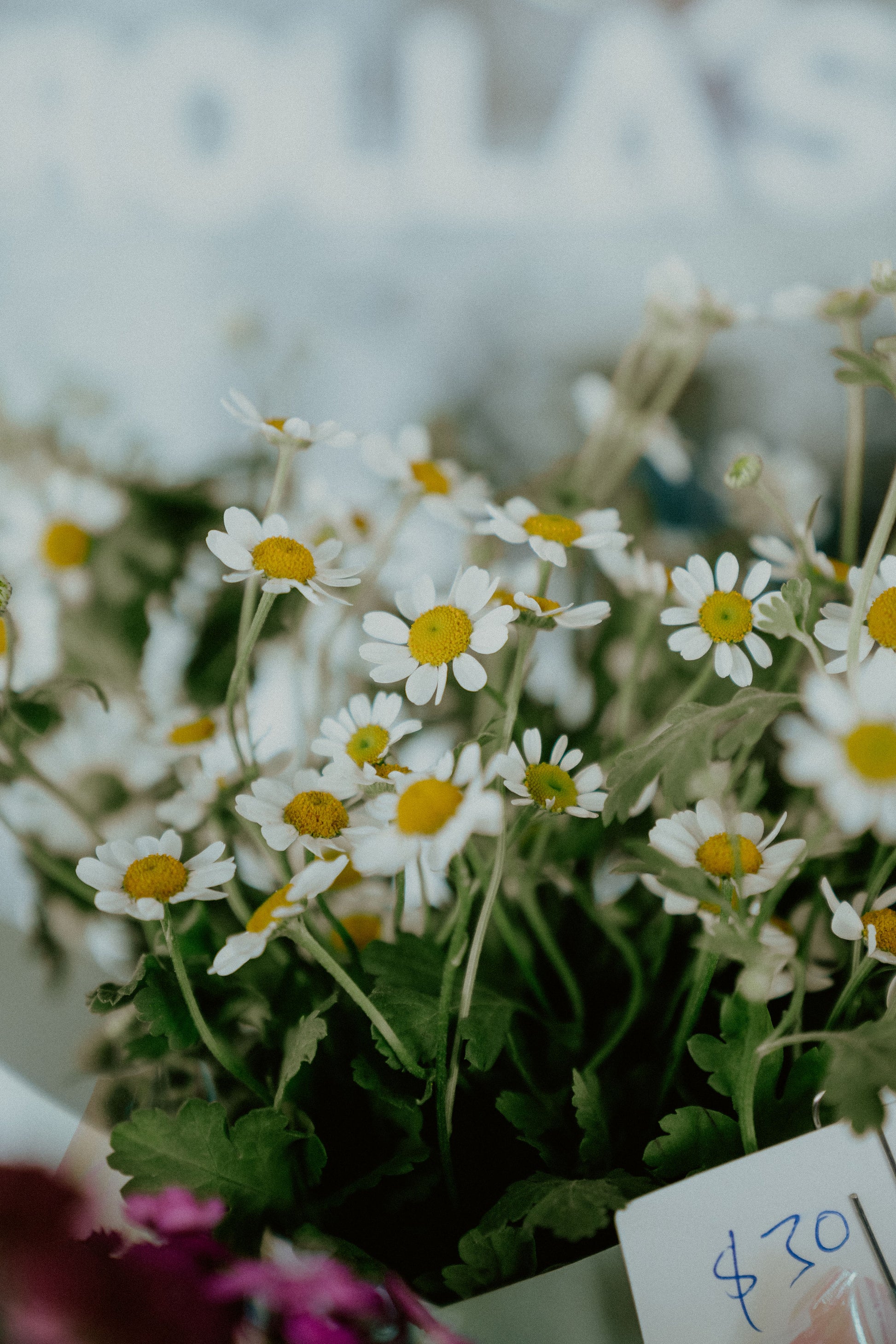 The bloomed society oamaru florist flowers